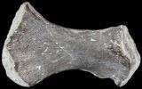 Mosasaur (Clidastes) Ulna With Shark Tooth Marks! #49333-1